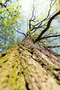 Tree / trunk texture with very shallow depth of field Royalty Free Stock Photo