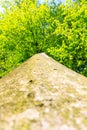 Tree / trunk texture with very shallow depth of field Royalty Free Stock Photo