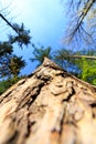Tree / trunk texture with very shallow depth of field Royalty Free Stock Photo
