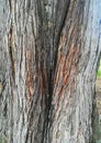 Tree trunk texture wood