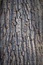 Tree trunk textures