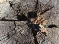 Tree trunk textures and background