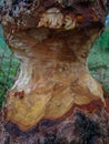tree trunk with traces of beaver gnawing Royalty Free Stock Photo
