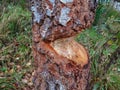 tree trunk with traces of beaver gnawing Royalty Free Stock Photo