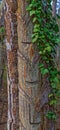 Tree trunk with traces of resin extraction