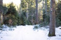 Tree trunk with trail mark in snowy forest. Path inside the wood covered with white snow. Coniferous trees in sunlight. Black fore Royalty Free Stock Photo