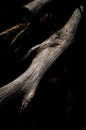 TREE TRUNK, TREE, TRUNK, TEXTURE, BARK, ROOTS, FOREST, DARK, STEM Royalty Free Stock Photo