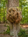 Tree trunk with an ulcer in a deciduous forest in spring