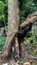 a tree trunk that was burned by a lightning strike until it split Royalty Free Stock Photo