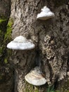 Tree trunk with white bracket fungus - shelf fungus