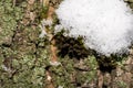 Tree trunk in the winter forest, green bark with snow