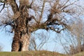 Old Tree thrunk Royalty Free Stock Photo