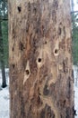 Tree trunk with woodpecker holes. A tree with holes made by a woodpecker`s beak Royalty Free Stock Photo