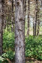 Tree Trunk In The Woods. For Copy Space, Arrows ,Signs, Signposts Royalty Free Stock Photo