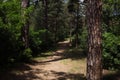 Tree Trunk In The Woods. For Copy Space, Arrows ,Signs, Signposts Royalty Free Stock Photo