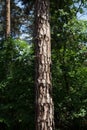 Tree Trunk In The Forest. For Copy Space, Arrows ,Signs, Signposts and Directions Royalty Free Stock Photo