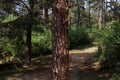 Tree Trunk In The Woods. For Copy Space, Arrows ,Signs, Signposts Royalty Free Stock Photo