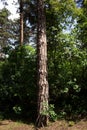 Tree Trunk In The Woods. For Copy Space, Arrows ,Signs, Signposts Royalty Free Stock Photo
