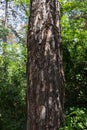 Tree Trunk In The Woods. For Copy Space, Arrows ,Signs, Signposts Royalty Free Stock Photo