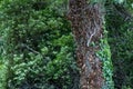 Tree trunk in the woods covered with ivy vines growing up the bark Royalty Free Stock Photo