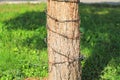 Tree trunk, wrapped in barbed wire Royalty Free Stock Photo