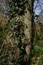 Tree trunk wrapped in lush green ivy deep in the forest, creating a natural pattern of intertwining vines and textured Royalty Free Stock Photo