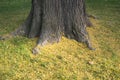 Tree trunk with yellow grass Royalty Free Stock Photo