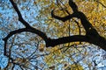 Tree trunk with yellow leaves against blue sky in autumn, Kosutnjak forest, Belgrade Royalty Free Stock Photo