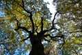 Tree trunk with yellow leaves against blue sky in autumn, Kosutnjak forest, Belgrade Royalty Free Stock Photo