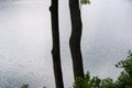 tree trunks against the calm lake Royalty Free Stock Photo