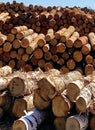 Tree Trunks All Stacked At Wood Processing Plant With White Birch And Other Types Of Trees