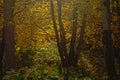 Tree trunks and autumn foliage in the forest with soft flare