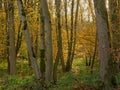 Tree trunks and autumn foliage in the forest