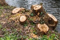 Tree trunks on the banks of the river. Felling of trees-