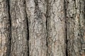 Tree trunks with bark are arranged in a row Royalty Free Stock Photo