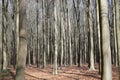 Very dense forest of beech trees / dicht bos van beuken Royalty Free Stock Photo