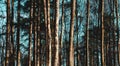 Tree trunks on a blue cyan sky. Forest pattern concepts. Abstract nature wallpaper