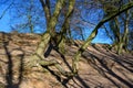 Tree trunks and branches adapt growing on steep hill. Bare trees in early spring.