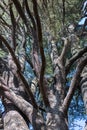 Tree trunks and branches close-up Royalty Free Stock Photo