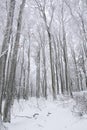 Tree trunks and branches covered in snow in Bavaria, Germany Royalty Free Stock Photo