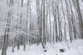 Tree trunks and branches covered in snow in Bavaria, Germany Royalty Free Stock Photo