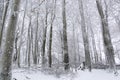 Tree trunks and branches covered in snow in Bavaria, Germany Royalty Free Stock Photo