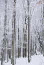 Tree trunks and branches covered in snow in Bavaria, Germany Royalty Free Stock Photo