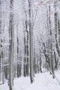 Tree trunks and branches covered in snow in Bavaria, Germany Royalty Free Stock Photo