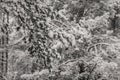 Tree trunks and branches in the winter forest Royalty Free Stock Photo