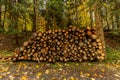 Tree trunks cut in the forest, firewood in the fireplace Royalty Free Stock Photo