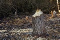 Tree trunks destroyed by beavers, trees gnawed by beavers in the forest Royalty Free Stock Photo