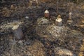 Tree trunks destroyed by beavers, trees gnawed by beavers in the forest Royalty Free Stock Photo