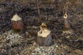 Tree trunks destroyed by beavers, trees gnawed by beavers in the forest Royalty Free Stock Photo