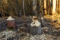Tree trunks destroyed by beavers, trees gnawed by beavers in the forest Royalty Free Stock Photo